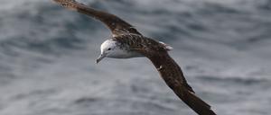 Weißgesicht-Sturmtaucher erledigen ihr Geschäft im Flug.