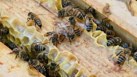 Mehrere Honigbienen sind an einem Bienenstock. (Symbolbild) 