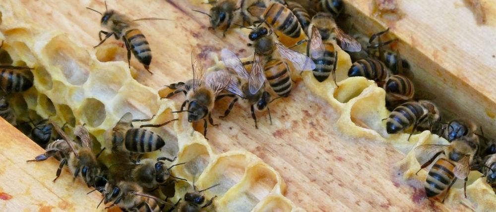 Mehrere Honigbienen sind an einem Bienenstock. (Symbolbild)