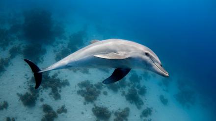 Tursiops aduncus ist Fernsehdelfins „Flipper“ indopazifischer Verwandter.