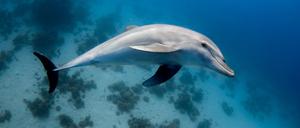 Tursiops aduncus ist Fernsehdelfins „Flipper“ indopazifischer Verwandter.