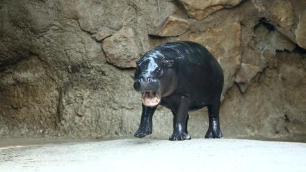 Zwergflusspferd Toni Zoo zieht von Berlin ins Elsass. 