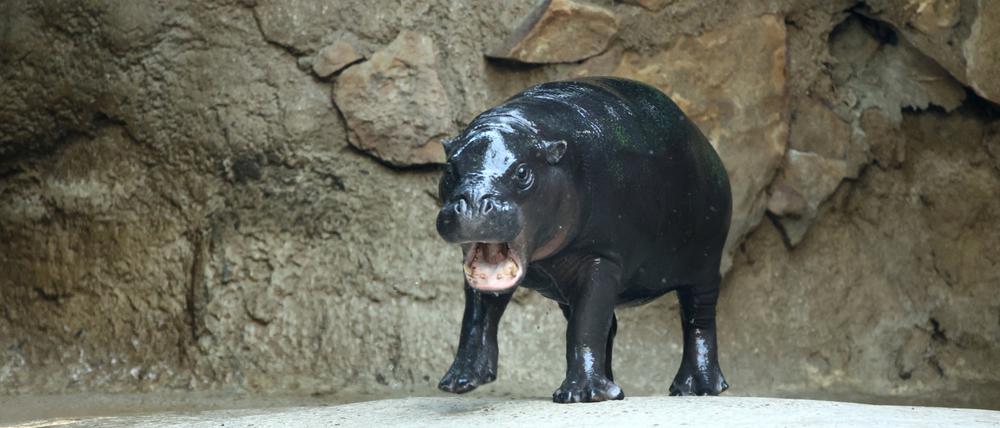 Zwergflusspferd Toni Zoo zieht von Berlin ins Elsass.