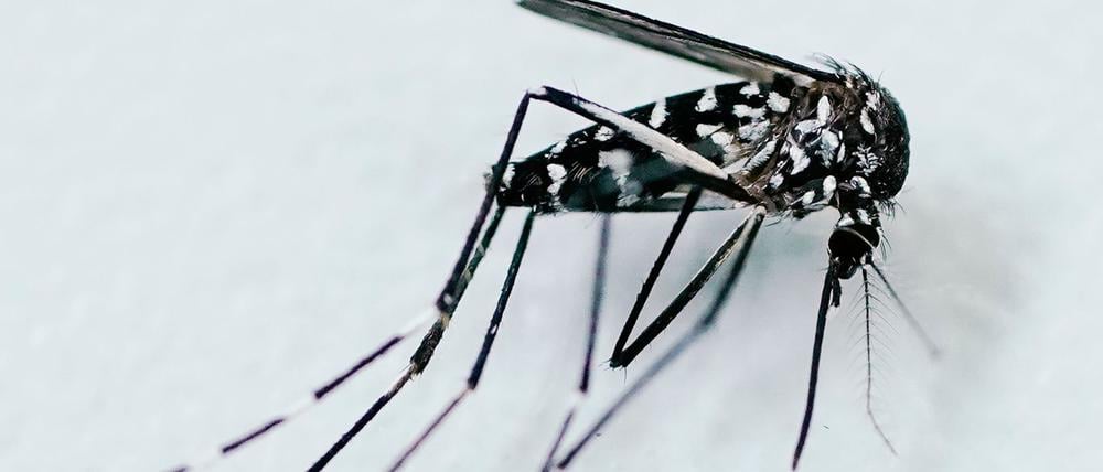 Durch Mücken verbreitete Krankheiten werden in Europa immer häufiger