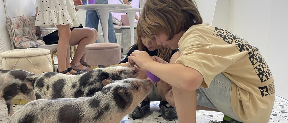 Kleine Ablenkung vom Kriegsalltag: Kinder spielen mit Schweinen im Kyjiwer „Piggy Café“.