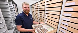 Volontär Robin Richter hat die Schmetterlingssammlung von Kurt Gericke im Naturkundemuseum Potsdam erschlossen.