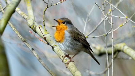 Bis zu 50 Minuten länger singen Vögel, etwa Rotkehlchen, täglich aufgrund künstlicher Beleuchtung, so eine Studie. 