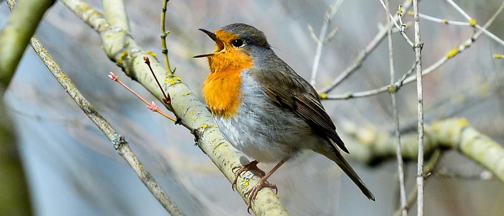 Bis zu 50 Minuten länger singen Vögel, etwa Rotkehlchen, täglich aufgrund künstlicher Beleuchtung, so eine Studie. 