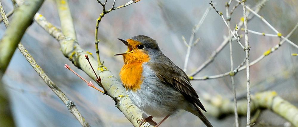 Lichtverschmutzung hat Einfluss auf tagaktive Vögel wie das Rotkehlchen: Sie singen morgens früher und abends länger. (Archivbild)