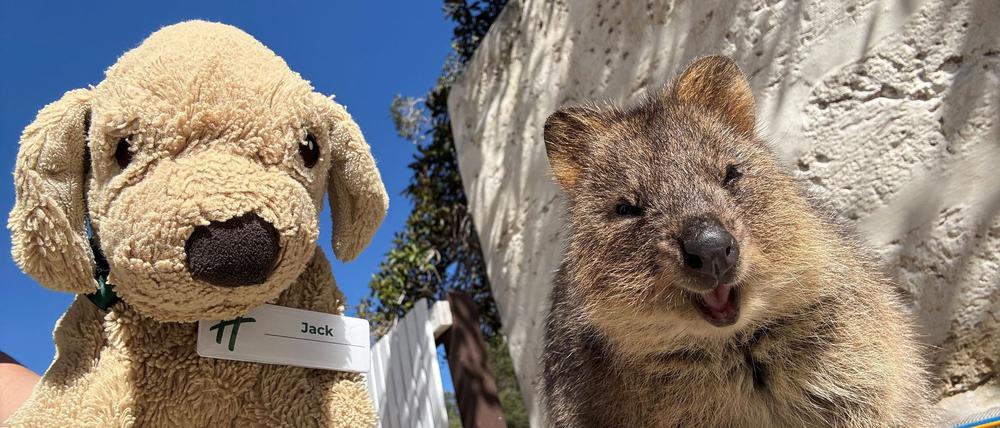 Jack erlebt große Abenteuer - so ließ er sich mit einem einheimischen Quokka auf Rottnest Island fotografieren.