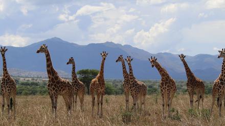 Im Kidepo Valley National Park im ostafrikanischen Uganda leben Nord-Giraffen.