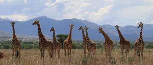 Im Kidepo Valley National Park im ostafrikanischen Uganda leben Nord-Giraffen.