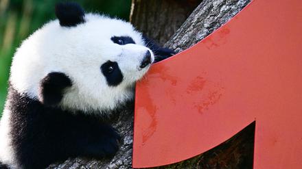 Vor einem Jahr kamen die Pandabären Leni und Lotti zur Welt.