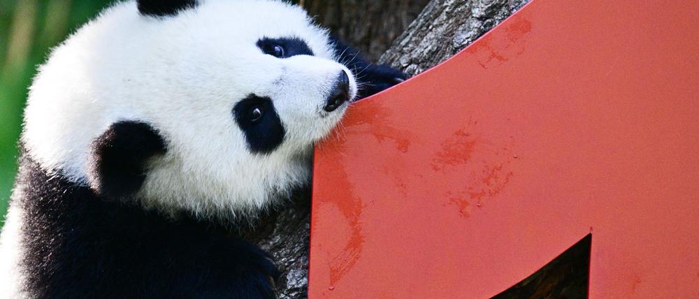 Vor einem Jahr kamen die Pandabären Leni und Lotti zur Welt.