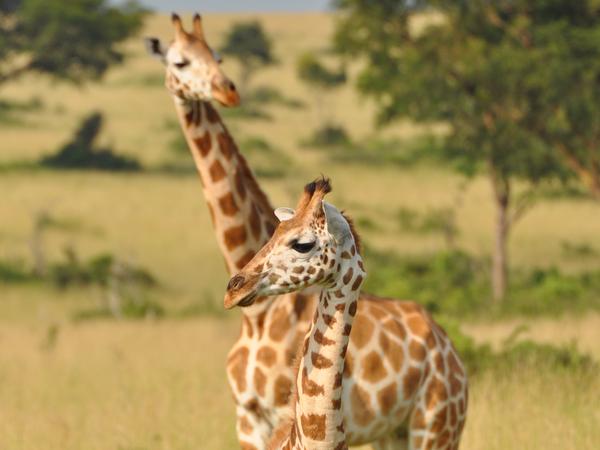Jungtier und Mutter einer Nord-Giraffe, fotografiert im Murchison Falls National Park. Foto: GCF