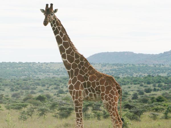 IUCN Giraffen
Reticulated giraffe (Giraffa reticulata)
Kenya Laikipia Plateau
Copyright Michael Brown
