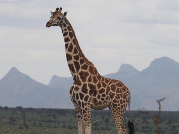 IUCN Giraffen
Northern giraffe (Giraffa camelopardalis)
Uganda Kidepo Valley National Park
Copyright Michael Brown