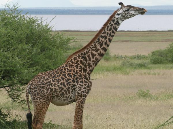 IUCN Giraffen
Masai giraffe (Giraffa tippelskirchi) Tanzania’s Lake Manyara National Park
Copyright Michael Brown