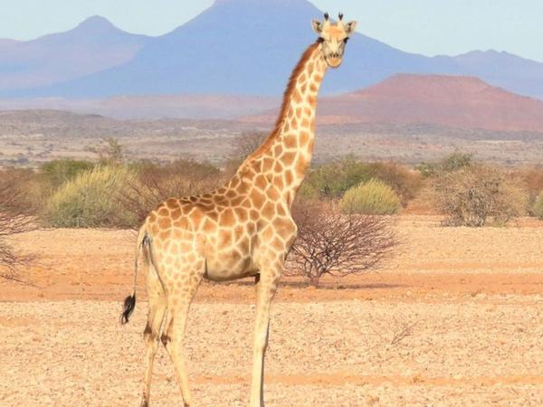 IUCN Giraffen
Southern giraffe (Giraffa giraffa)
Deserts of Namibia
Copyright Michael Brown