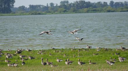 Der Gülper See ist ein Vogelschutzgebiet. Dennoch baden in dem trüben, nur etwa zwei Meter tiefen See ab und an auch Leute. Und im Frühjahr landete hier sogar ein Wasserflugzeug.