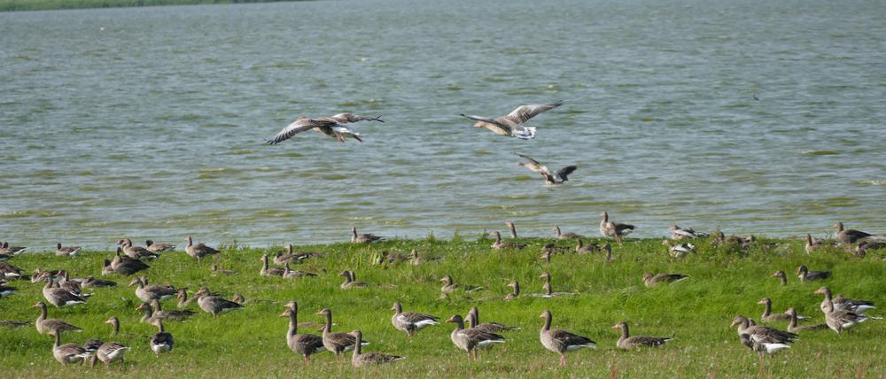 Der Gülper See ist ein Vogelschutzgebiet. Dennoch baden in dem trüben, nur etwa zwei Meter tiefen See ab und an auch Leute. Und im Frühjahr landete hier sogar ein Wasserflugzeug.