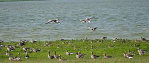 Der Gülper See ist ein Vogelschutzgebiet. Dennoch baden in dem trüben, nur etwa zwei Meter tiefen See ab und an auch Leute. Und im Frühjahr landete hier sogar ein Wasserflugzeug.
