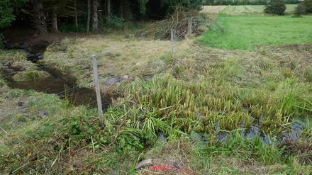 Ein Wasserlauf durchzieht das Wiesengrundstück, auf dem mutmaßlich die Leiche des Dreifachmörders von Weiterfeld gefunden wurde. 