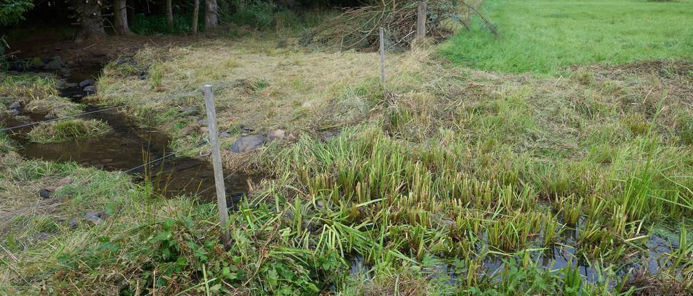 Ein Wasserlauf durchzieht das Wiesengrundstück, auf dem mutmaßlich die Leiche des Dreifachmörders von Weiterfeld gefunden wurde.