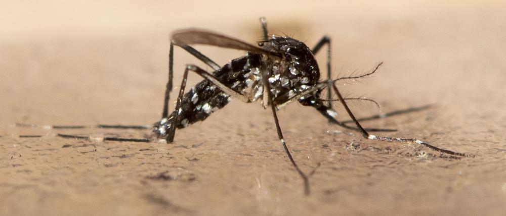 Asiatische Tigermücken sind auch tagsüber aktiv.