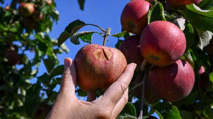Ein Apfel mit Hitzeschäden. Äpfel mit Sonnenbrand können in der Regel nicht mehr im Laden verkauft werden.