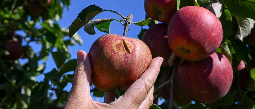 Ein Apfel mit Hitzeschäden. Äpfel mit Sonnenbrand können in der Regel nicht mehr im Laden verkauft werden.
