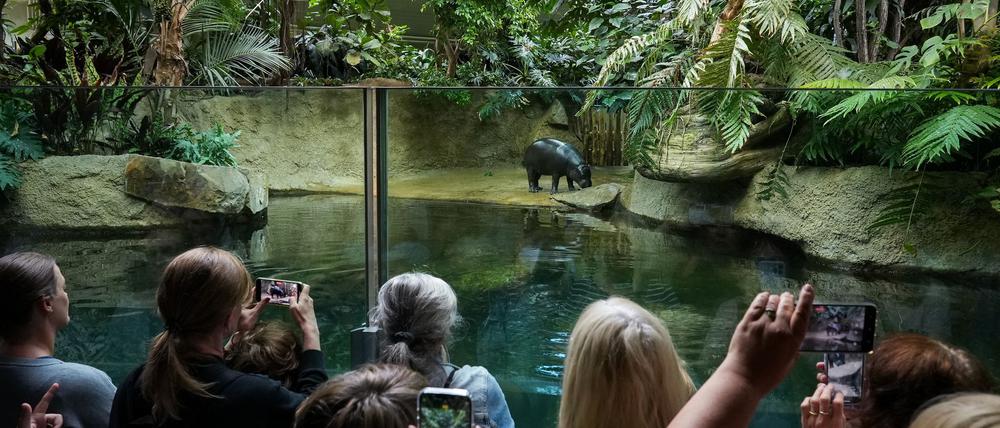 Besucher fotografieren das Flusspferd Toni im Berliner Zoo.