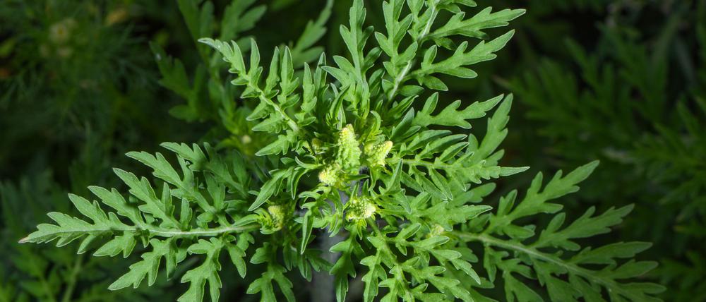 Die Pflanze stammt aus Nordamerika und breitet sich in Deutschland immer mehr aus. (Archivbild)