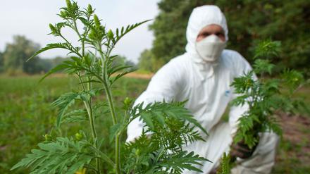 Brandenburg, Dammendorf: Mit Schutzanzug, Handschuhen und Feinstaubmaske ausgerüstet beseitigt ein angehender Forstwirt im Forstrevier Dammendorf bei Müllrose (Brandenburg) Ambrosiapflanzen (Ambrosia artemisifolia).