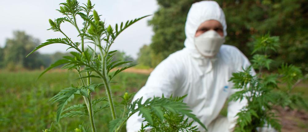 Brandenburg, Dammendorf: Mit Schutzanzug, Handschuhen und Feinstaubmaske ausgerüstet beseitigt ein angehender Forstwirt im Forstrevier Dammendorf bei Müllrose (Brandenburg) Ambrosiapflanzen (Ambrosia artemisifolia).