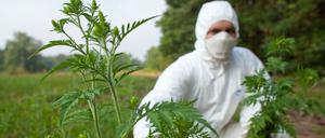 Brandenburg, Dammendorf: Mit Schutzanzug, Handschuhen und Feinstaubmaske ausgerüstet beseitigt ein angehender Forstwirt im Forstrevier Dammendorf bei Müllrose (Brandenburg) Ambrosiapflanzen (Ambrosia artemisifolia).