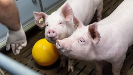 An der Ludwig-Maximilians-Universität werden Schweine gentechnisch zu Organspendern für Menschen verändert.