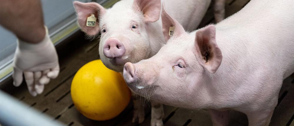 An der Ludwig-Maximilians-Universität werden Schweine gentechnisch zu Organspendern für Menschen verändert.