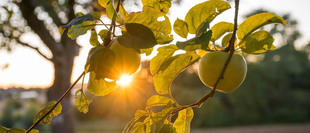 Die Sonne zeigt sich bis zur Wochenmitte noch öfter in Deutschland. 