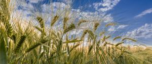 Modernes Gerstenfeld – Nachfahre der frühen Formen.