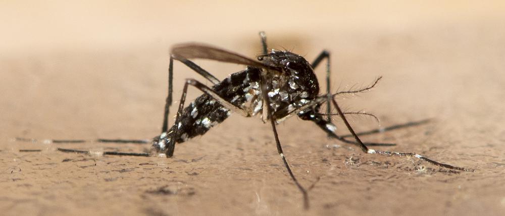 Überträgt Chikungunya: Die Asiatische Tigermücke