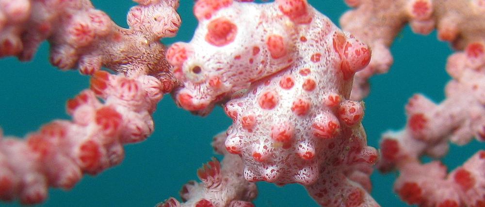 Zwerg-Seepferdchen sind zwischen Gorgonien-Korallen perfekt getarnt.