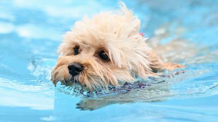 Erstmals dürfen zum Saisonabschluss auch in Berlin Hunde in zwei Freibädern ins Wasser. (Symbolbild)