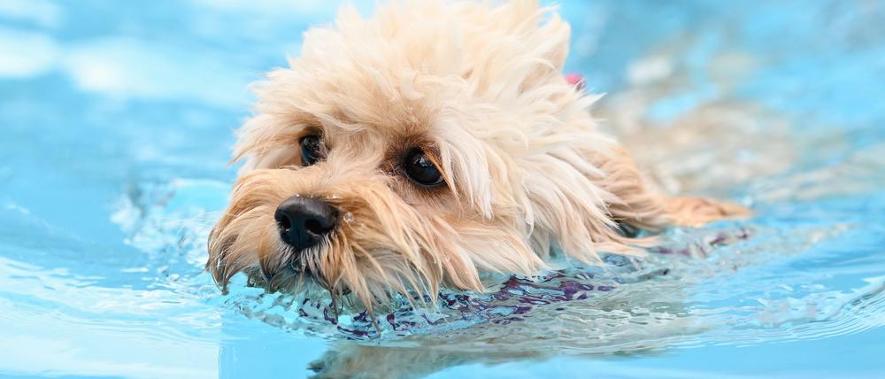 Erstmals dürfen zum Saisonabschluss auch in Berlin Hunde in zwei Freibädern ins Wasser. (Symbolbild)