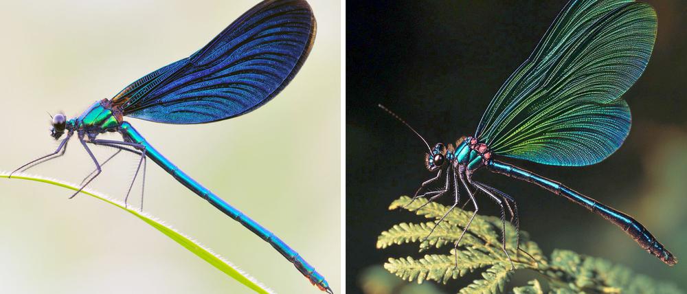 Die Kombo zeigt links ein Foto einer Blauflügel Prachtlibelle, fotografiert von Sebastian Hennigs. Rechts ist ein KI-generiertes Motiv, das auch eine Blauflügel Prachtlibelle darstellen soll, KI-generiert von Matthias Neumann. Das KI-Bild rechts ist fehlerhaft. Insekten haben beispielsweise nur sechs Beine. 
