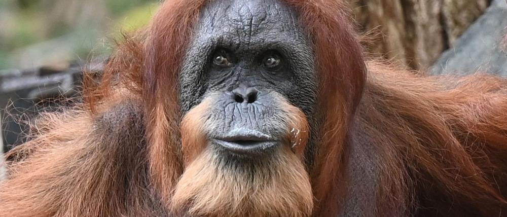 Seit mehr als 60 Jahren lebt Bella schon im Tierpark Hagenbeck - dank menschlicher Pflege und medizinischer Versorgung.