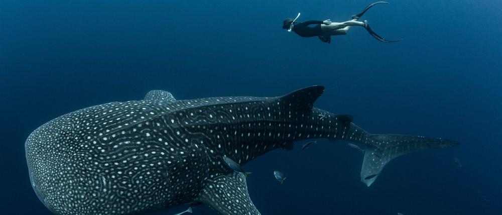 Walhaie sind die größten derzeit lebenden Fische der Erde und faszinieren weltweit Taucher und Schnorchler.