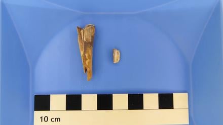 Aus diesem 4.000 Jahre alten Schafszahn konnten Forschende das Erbgut eines prähistorischen Pesterregers isolieren.
Foto: Taylor Hermes