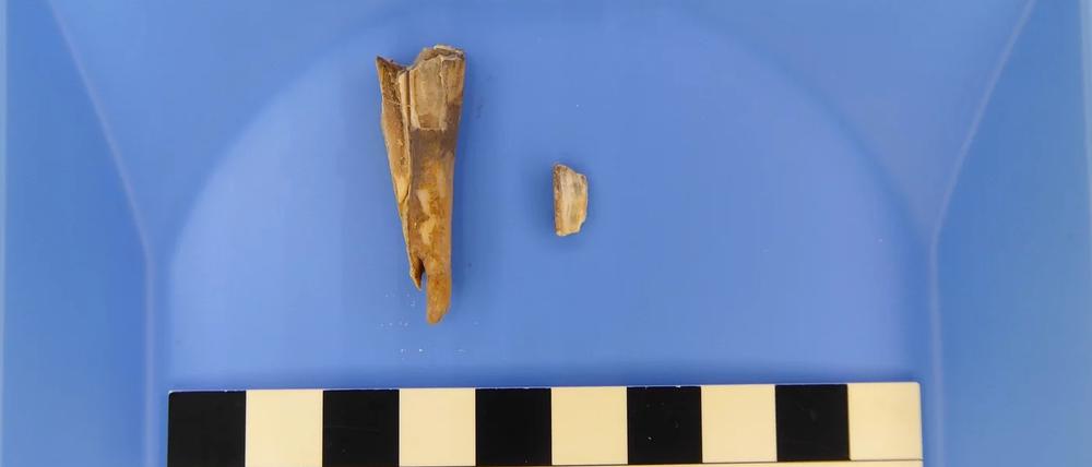 Aus diesem 4.000 Jahre alten Schafszahn konnten Forschende das Erbgut eines prähistorischen Pesterregers isolieren.
Foto: Taylor Hermes