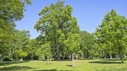 Im Volkspark Hasenheide können frisch gepflanzte Bäume nicht mehr gepflegt werden. 
